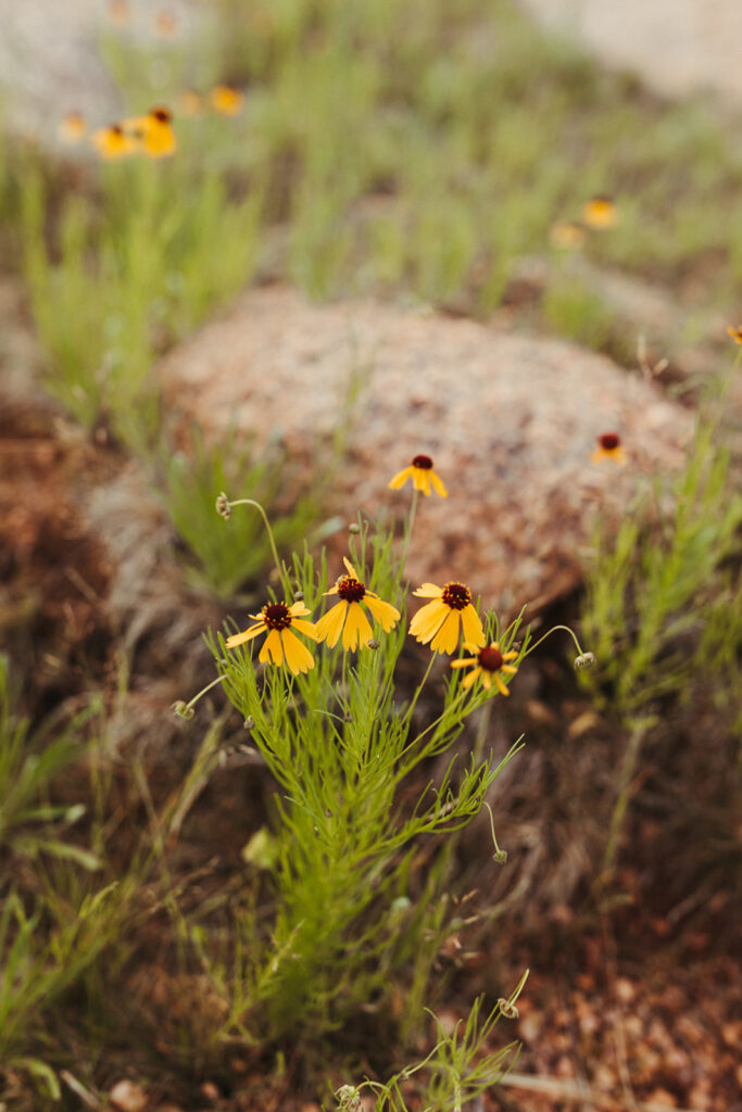 yellow wildflowers at enchanted rock sunset elopement